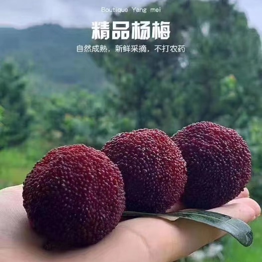 仙居县 仙居杨梅