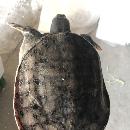 南京 甲鱼温室甲鱼产地直供批发  量大价优