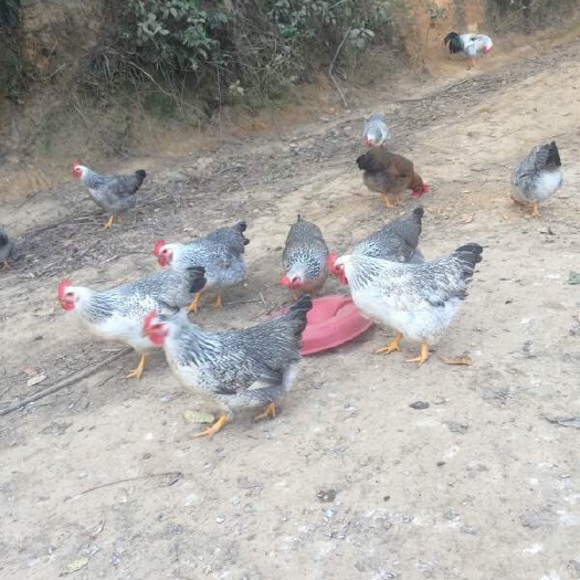 南宁 彩凤鸡苗