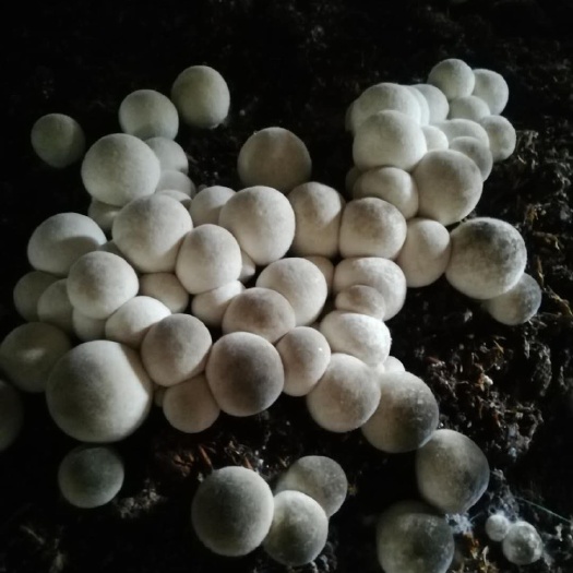 丰顺县草菇 鲜货 3cm以上 人工种植