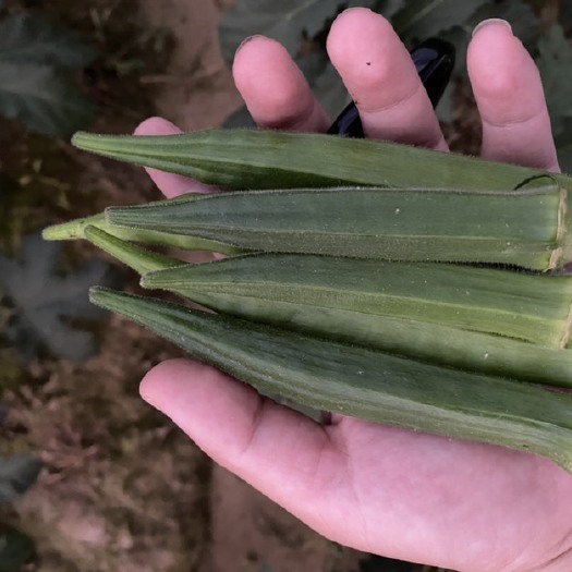 广州水果秋葵