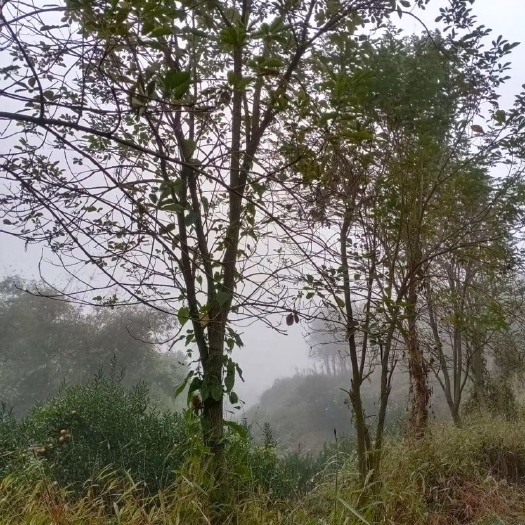 博罗县黄花风铃木 黄花枫钤