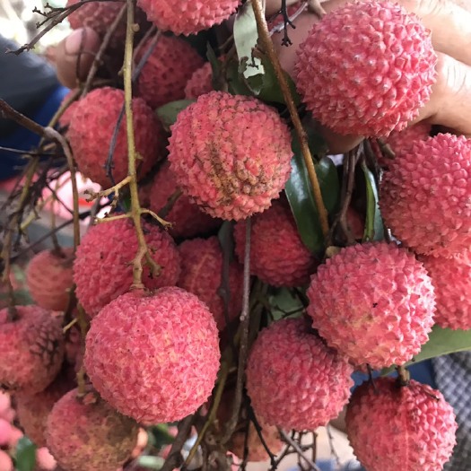 海丰县 桂味荔枝一件代发电商代办