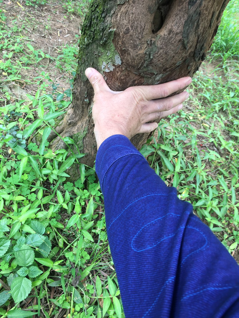 小叶九里香  大量九里香，罗汉松，大树