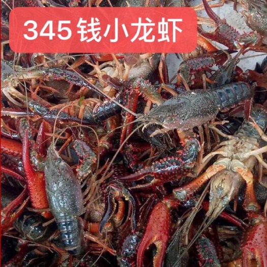 监利市 345钱小龙虾，300亩养殖基地，现捕现捞，自己分拣打包