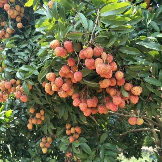 广州 增城桂味荔枝