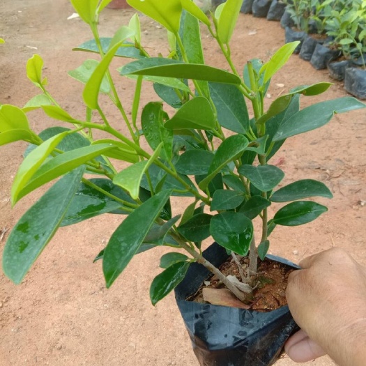 漳州黄金榕 黄榕袋苗杯苗各种规格都有现货 可提供视频看货物美价廉