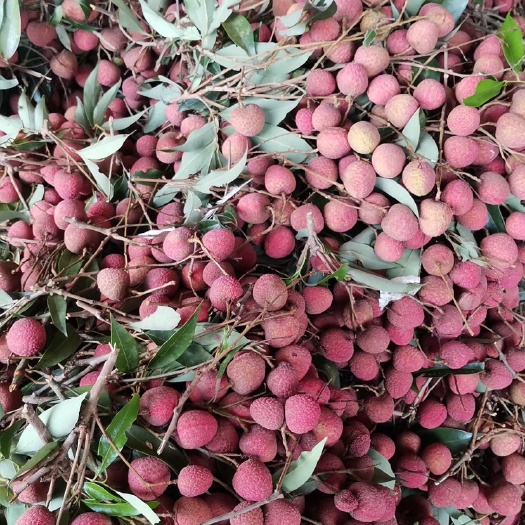 南宁黑叶荔枝  大量提供黑叶荔