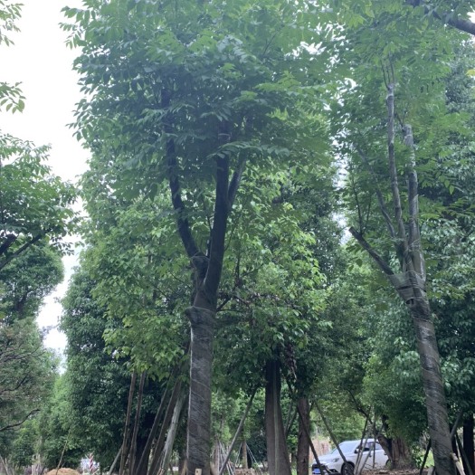 揭阳 栾树