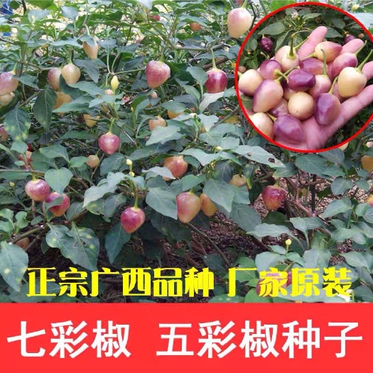 容县七彩椒种子  广西五彩椒种子七彩椒辣椒朝天椒泡椒灯笼椒 彩色五色辣椒种籽