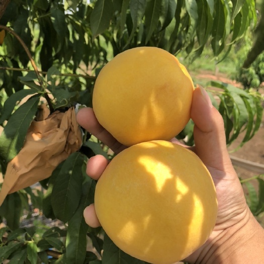 长葛市 黄金蜜黄桃