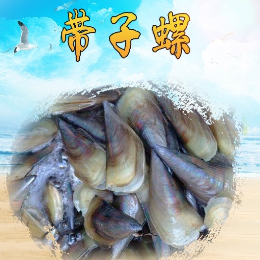 湛江 产地直销 湛活贝类 带子螺 湛江带子螺鲜活贝类批发 量