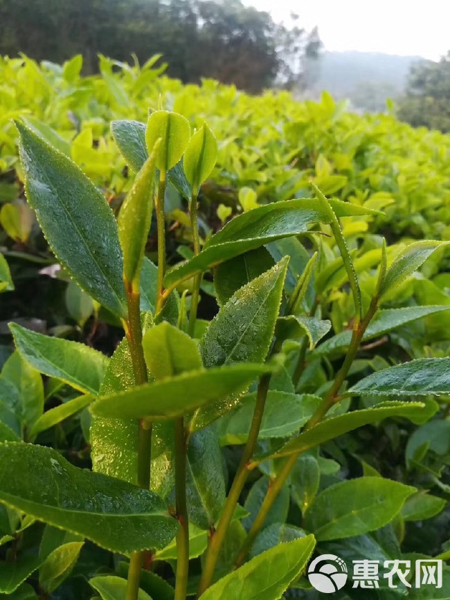  海南白沙绿茶