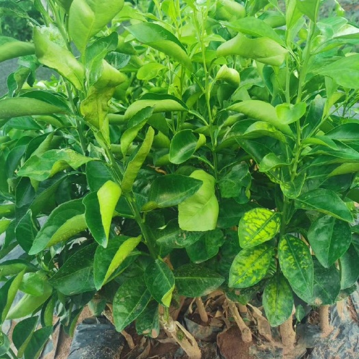 白沙县 红心橙苗