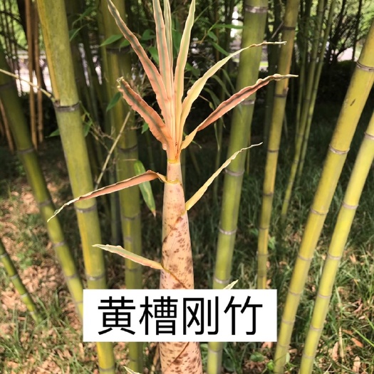 安吉县 黄槽刚竹