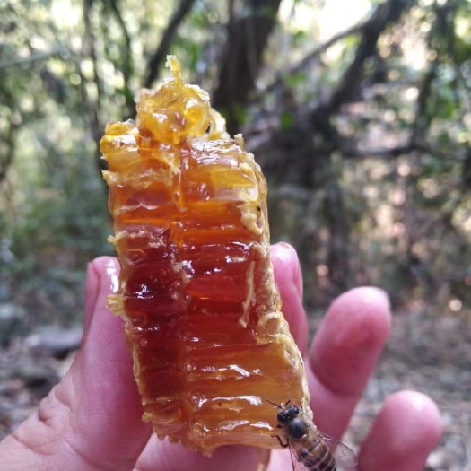 白沙县椴树蜜  海南大山蜂蜜