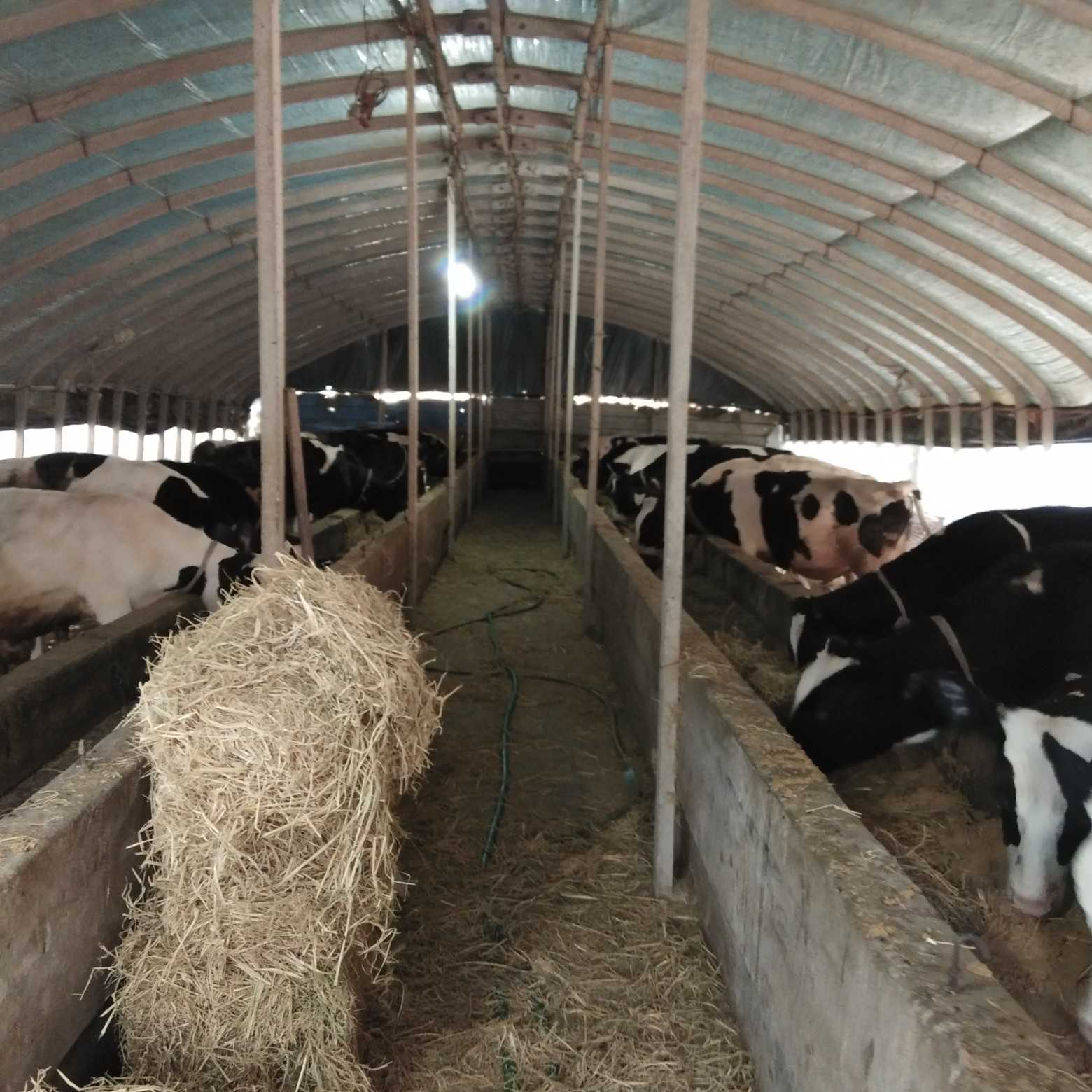 黑白花奶牛 奶公牛,奶母牛,杂交母牛,安格斯