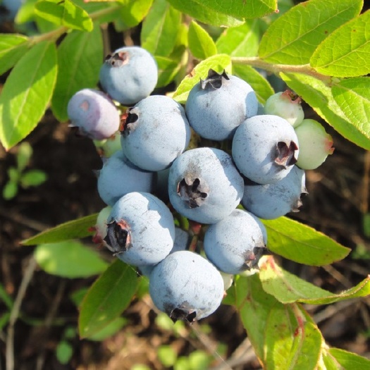 铁力市美登蓝莓苗 10年蓝莓果树，基地批发