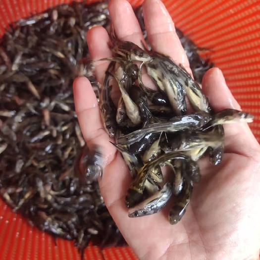 南宁杂交黄骨鱼 黄骨（黄桑）鱼苗