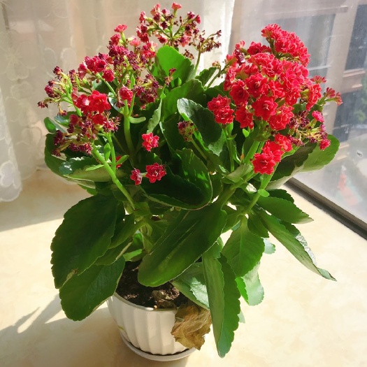 长沙 杜鹃花
