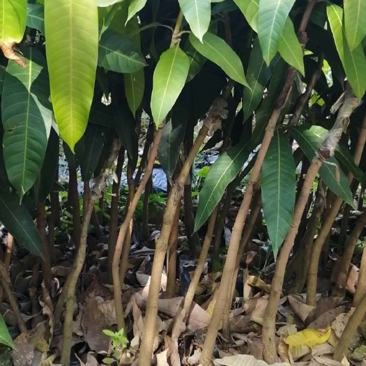 白沙县 芒果苗