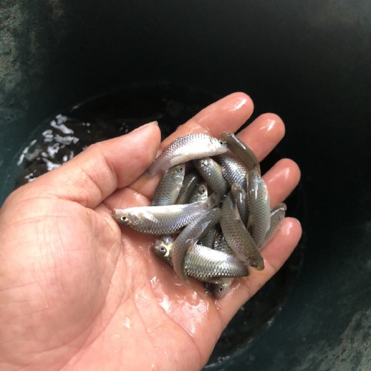 南宁 青竹鱼苗，青竹鲤鱼苗