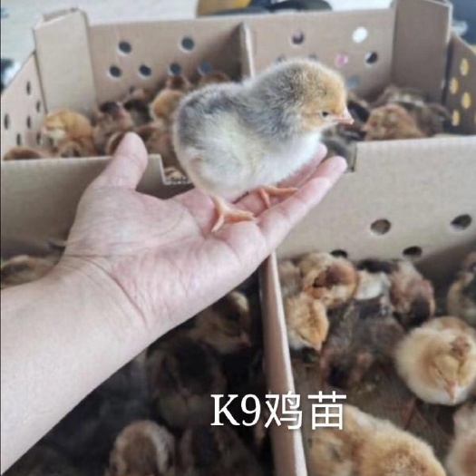 南宁K9鸡苗  鸡苗K9.鸡苗