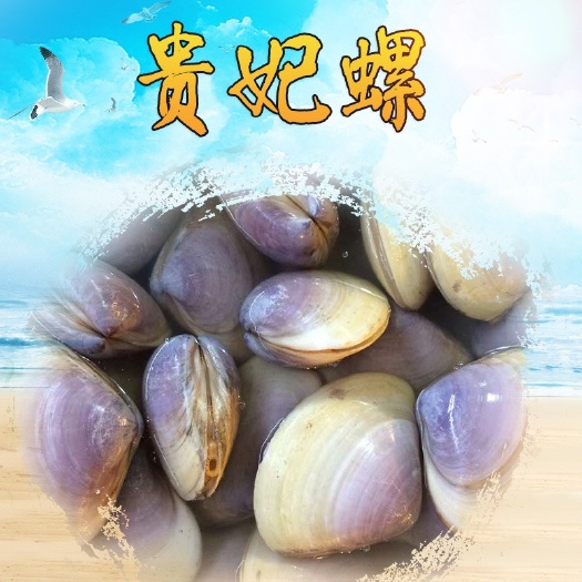  湛江贵妃贝 湛江鲜活贝类 贵妃螺 贵妃蚌 鲜活贝类批发 量大