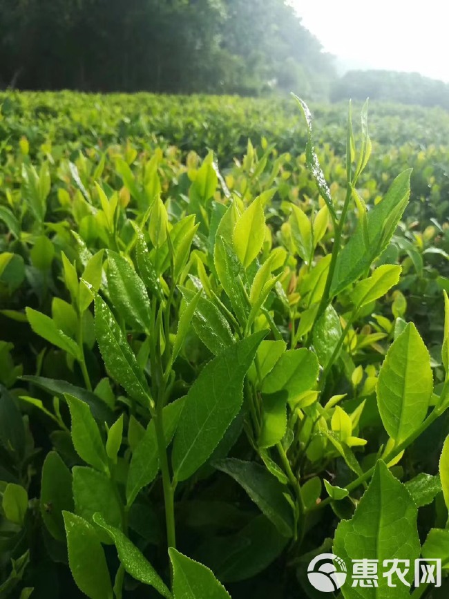  海南白沙绿茶