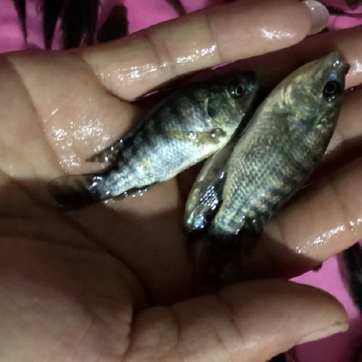 南宁 宝路罗非鱼苗