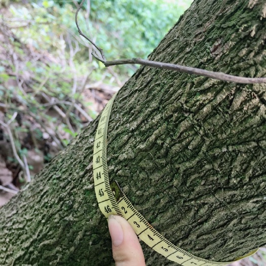 南宁宫粉紫荆树   打包宫粉紫荆9-15公分，1200株左右，价格美丽