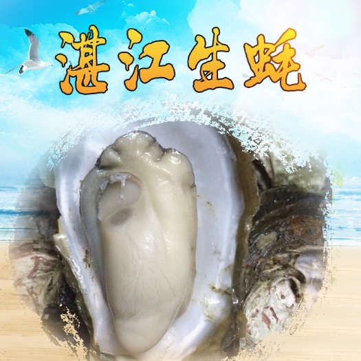 湛江湛江牡蛎 厂家直销 鲜活贝类  湛江生蚝 鲜活生蚝  炭烤生蚝  鲜活