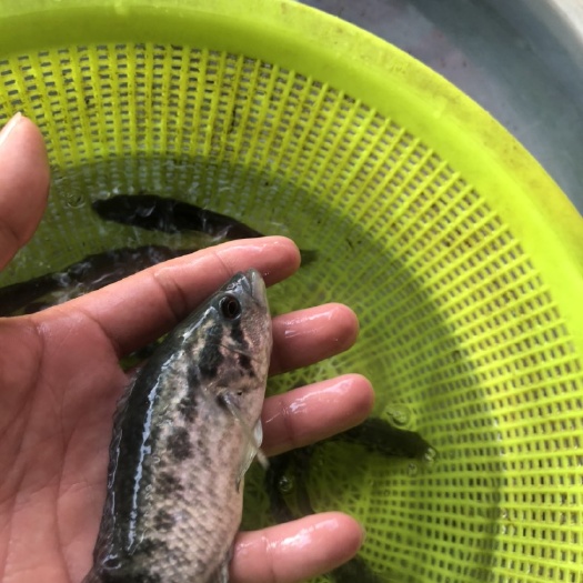  淡水石斑鱼苗