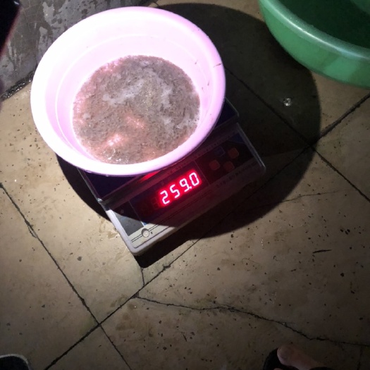 南宁斑点叉尾鮰苗 叉尾水花（斑点叉尾鮰鱼）