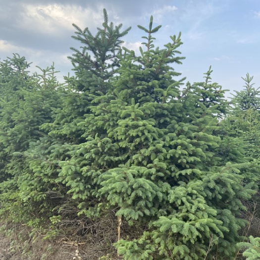 宾县红皮云杉  出售大量云杉树风景树。卖相好。价格低