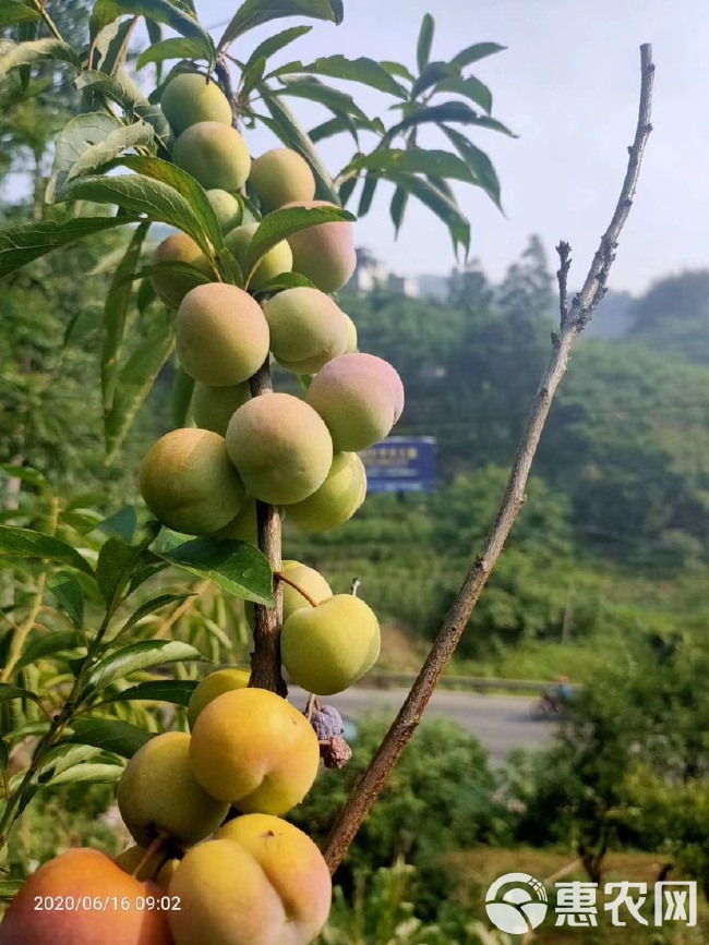 五月脆李 ，四川脆李 味道巴适得很好