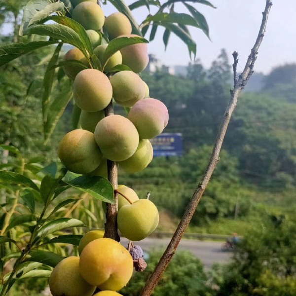 五月脆李 ，四川脆李 味道巴适得很好