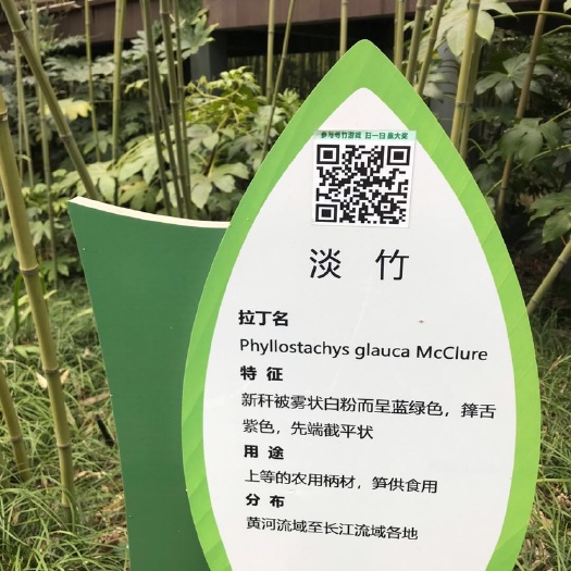 安吉县 淡竹