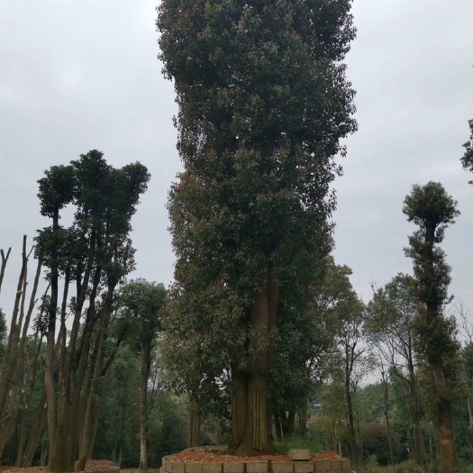 宁乡市 苗圃直供移栽丛生香樟2-20杆