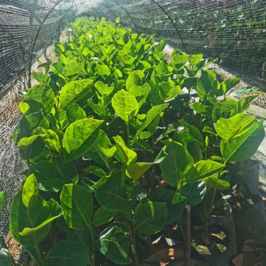 白沙县红肉菠萝蜜苗 泰8红肉菠萝苗