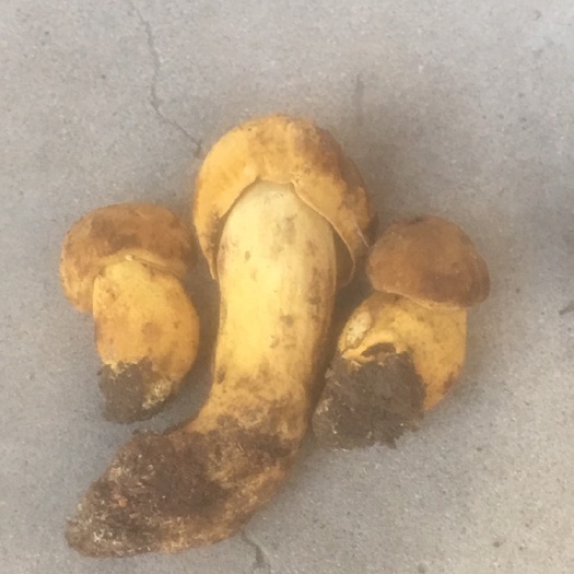 梁河县 云南牛肝菌见手青