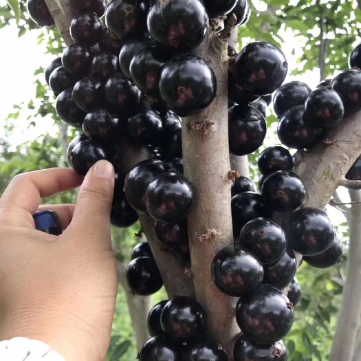 潮州红妃早生四季树葡萄苗 嘉宝果苗 沙巴树葡萄苗 盆栽果树苗