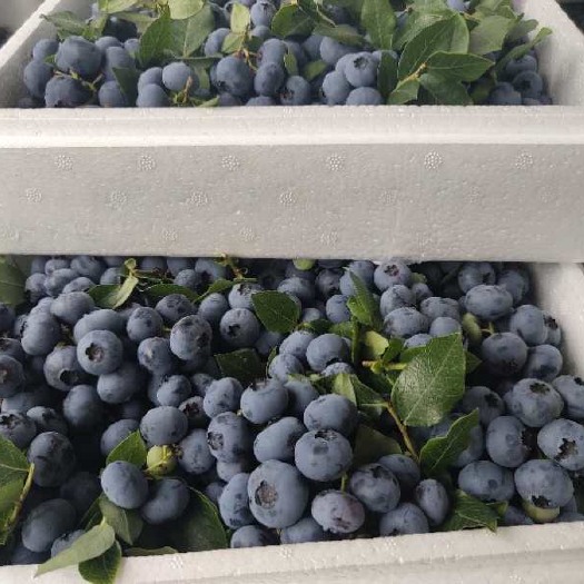 东丰县北陆蓝莓  优质的蓝莓鲜果