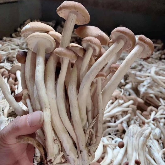 古田县 自家种植的茶树菇，有需要的可以联系哦