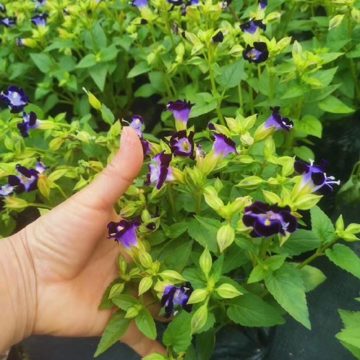 普宁市 夏堇袋苗花型小巧花期长翠绿密集的叶繁茂的花朵 根系发达