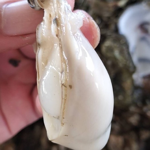 遂溪县湛江牡蛎 壳薄肉厚