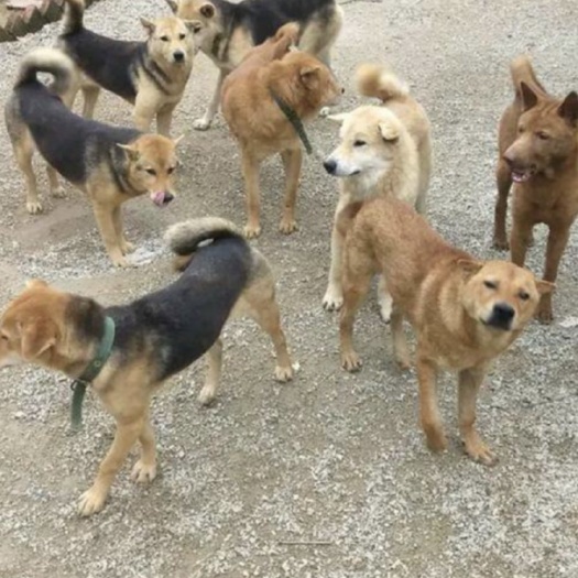 新沂市纯土狗苗