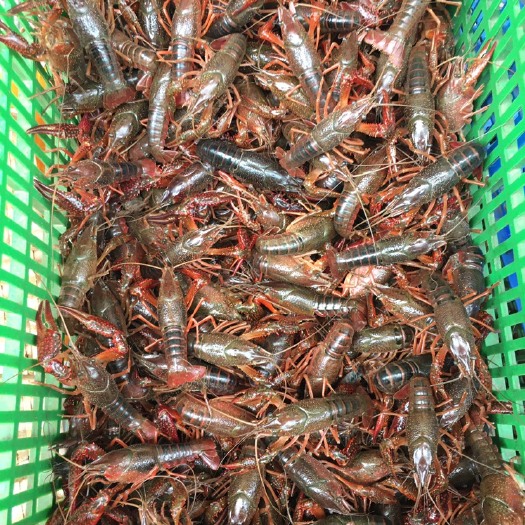 洪湖市红壳小龙虾 中青4-6钱
