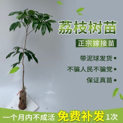 容县无核荔枝苗