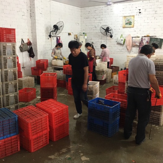 洪湖市潜江小龙虾 中青4-6钱